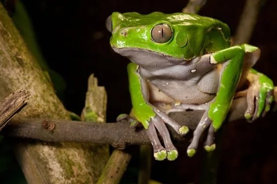 kambo ceremony in colombia