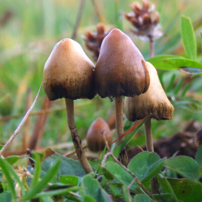 How to Prepare for Your First Psilocybin Ceremony | Complete Guide