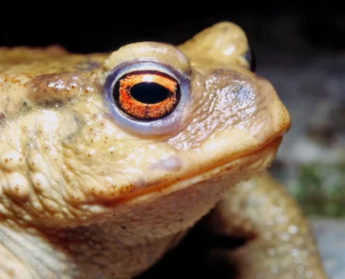 BUFO CEREMONY IN COLOMBIA