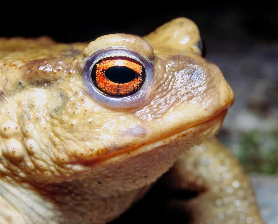 BUFO CEREMONY IN COLOMBIA